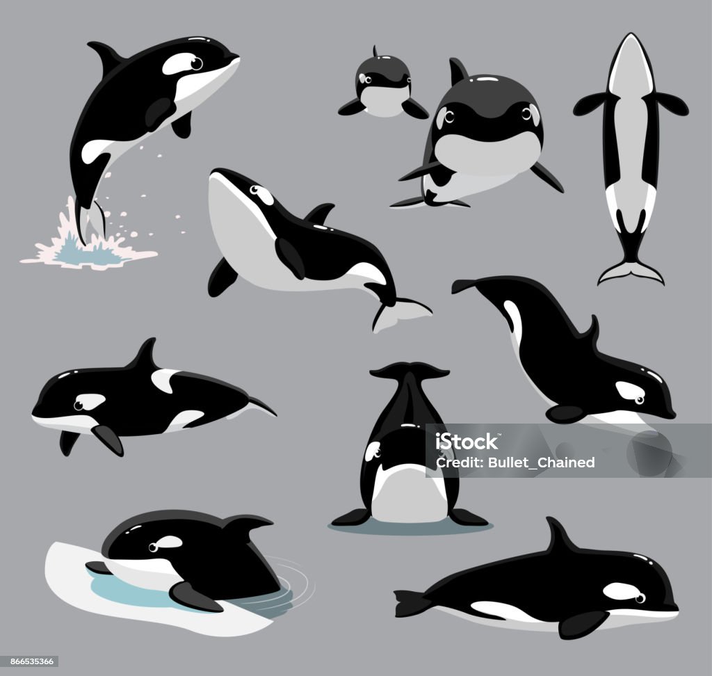 Orca Killer Whale Poses Cartoon Vector Illustration Animal Cartoon EPS10 File Format Orca stock vector