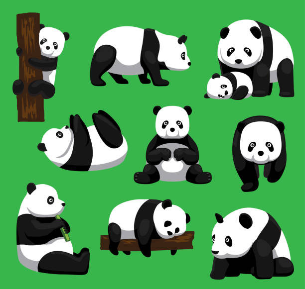 팬더 곰 9 만화 벡터 일러스트 레이 션 포즈 - panda giant panda china eating stock illustrations