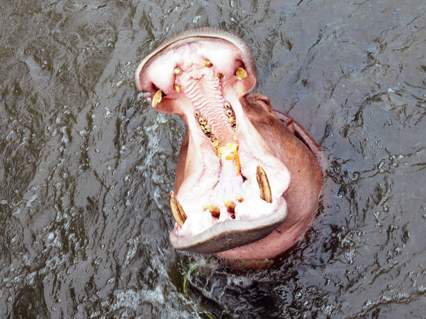 hippopotamus (hippopotamus amphibius) - hippopotamus animal teeth large dirty imagens e fotografias de stock