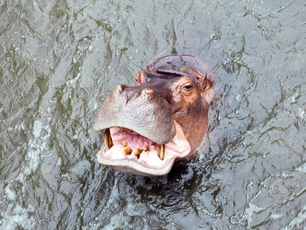 hippopotamus (hippopotamus amphibius) - hippopotamus animal teeth large dirty imagens e fotografias de stock