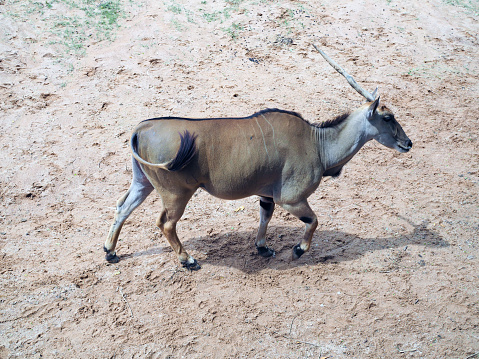 Common Eland, antelope in the safari park; beautiful wildlife animal with selective focus.