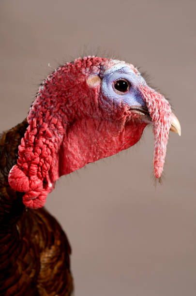 istock Profile of a Turkey on Gray Background 866538894