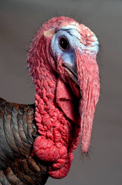 istock Turkey's Face on a Gray Background Shot in Studio 866539122