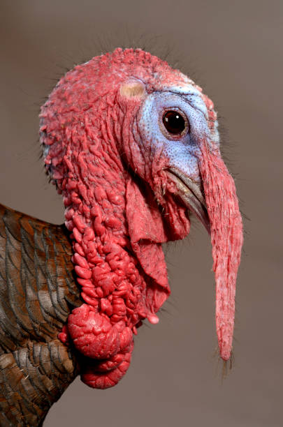 istock Profile of a Turkey on Gray Background Shot on Studio 866539146