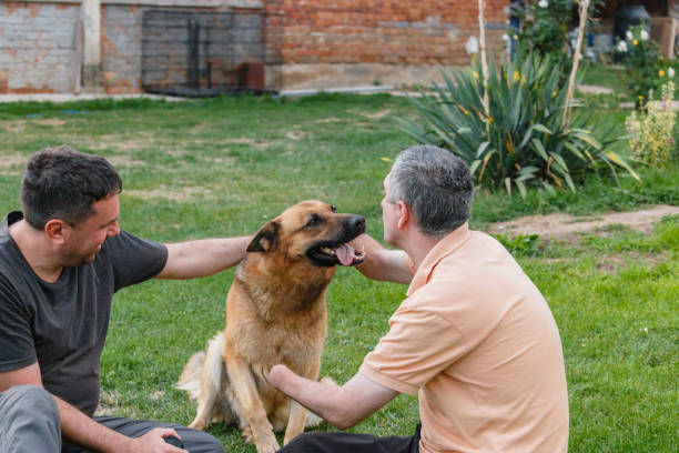 Disabled person sits on the grass and plays with a German shepherd.
