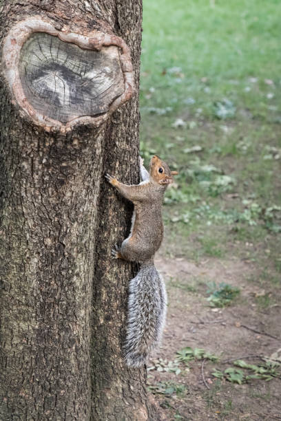 The eastern gray squirrel has predominantly gray fur, but it can have a brownish color. It has a usual white underside as compared to the typical brownish-orange underside of the fox squirrel. Eastern grey squirrel deep in a boreal forest in autumn, Quebec, Canada.