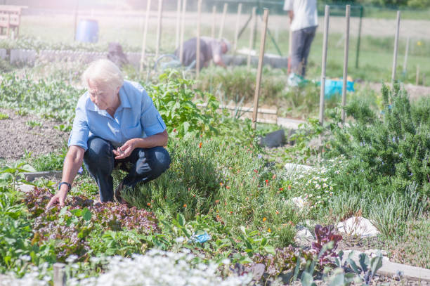 istock Senior woman working in community garden 866546814
