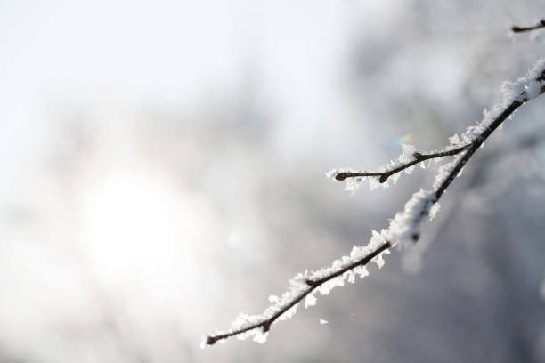 istock majestic winter landscape - branches covered with snow. 866547274