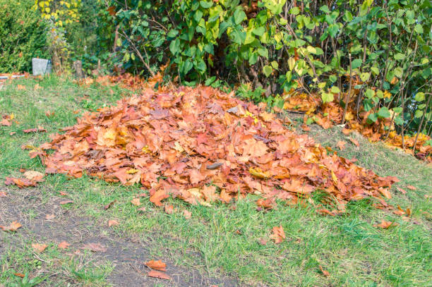 istock A pile of leaves. 866547692