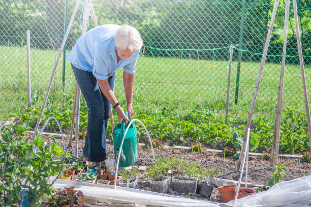istock Senior woman working in community garden 866548664