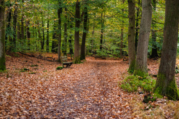 istock Foliage scene in an autumn forest with various details. 866549128