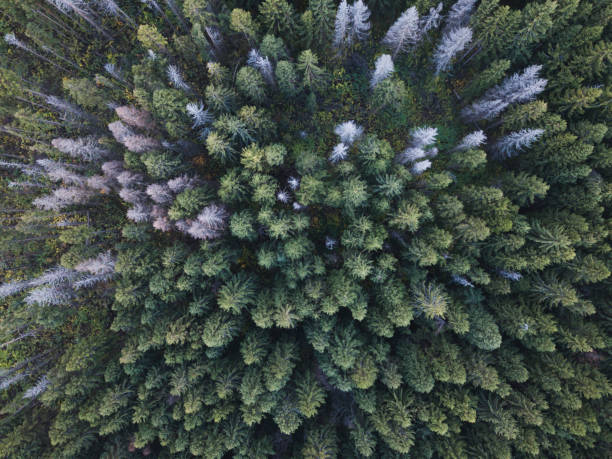 istock Spruce forest. Top view. Russian landscape 866549238