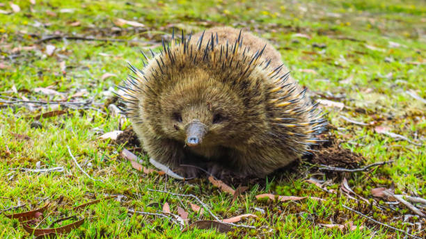 istock Visiting Lake St Clair in Tasmania 866551396