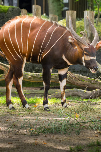 美しい動物 - 大きい東ボンゴ アンテロープ、ケニアでのみを残して非常に希少動物。 - 動物 ボンゴ ストックフォトと画像