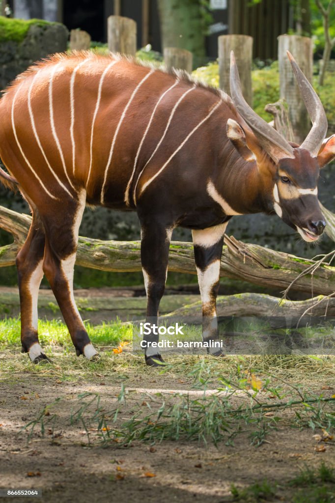 Beautiful Animal Big Eastern Bongo Antelope Extremely Rare Animal Leaving  Only In Kenya Stock Photo - Download Image Now - iStock