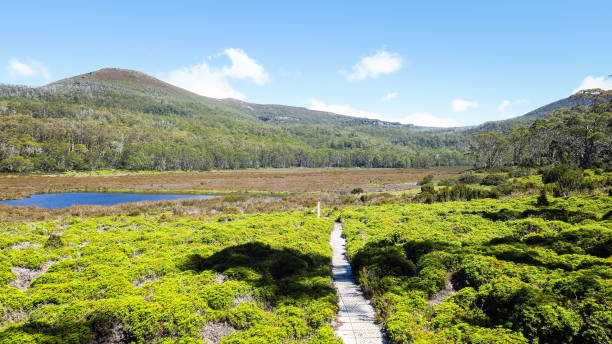 istock Visiting Lake St Clair in Tasmania 866557394