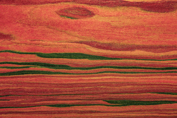 배경 또는 배경 나무입니다. 베 니 어 빨간 로즈 우드 나무입니다. - 숲주름버섯 뉴스 사진 이미지