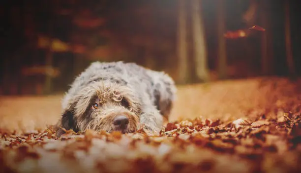 Dog (Hound - Bohemian Wire Haired Pointing Griffon) Lying on the Ground in the Forest in the Autumnal Faded Leaves and Looking Up