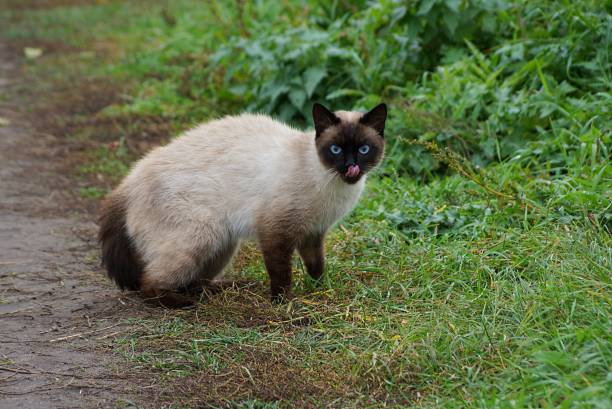 istock gray brown cat licking on the road in the grass 866564146