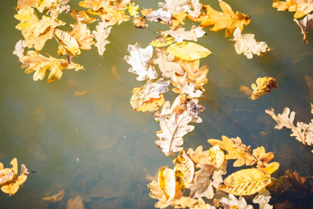 istock Autumn maple leaves on the water 866567564