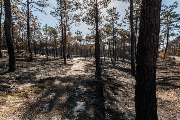 istock Fires in Portugal 866567818