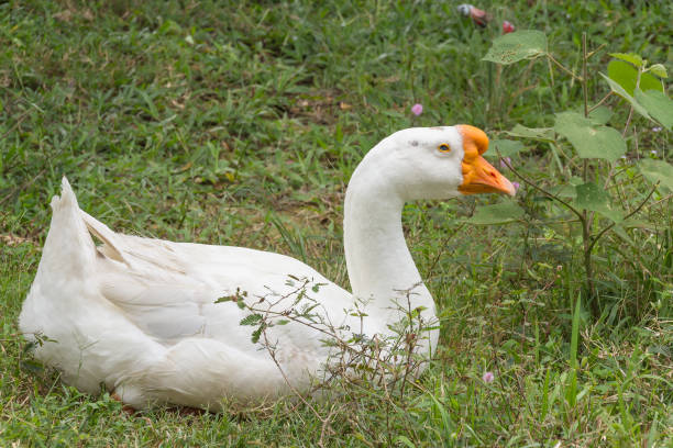 istock White domestic goose 866570760