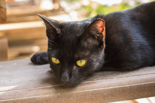 istock Portrait of Siamese cat 866571054
