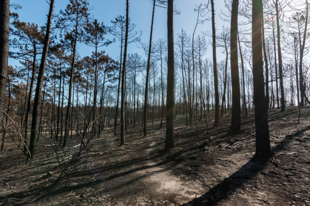 istock Fires in Portugal 866572034