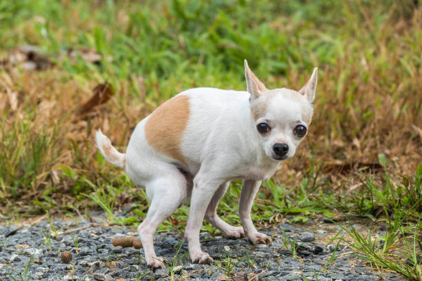 チワワ犬 - dog chihuahua pampered pets pets ストックフォトと画像