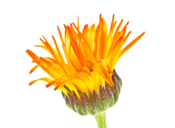 カレンデュラ、白い背景の花頭 - pot marigold single flower flower flower head ストックフォトと画像