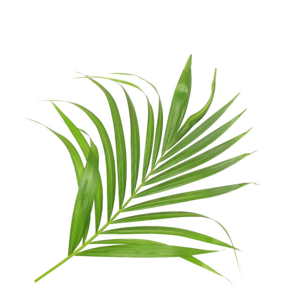 istock green leaf of palm tree isolated on white background 866582966