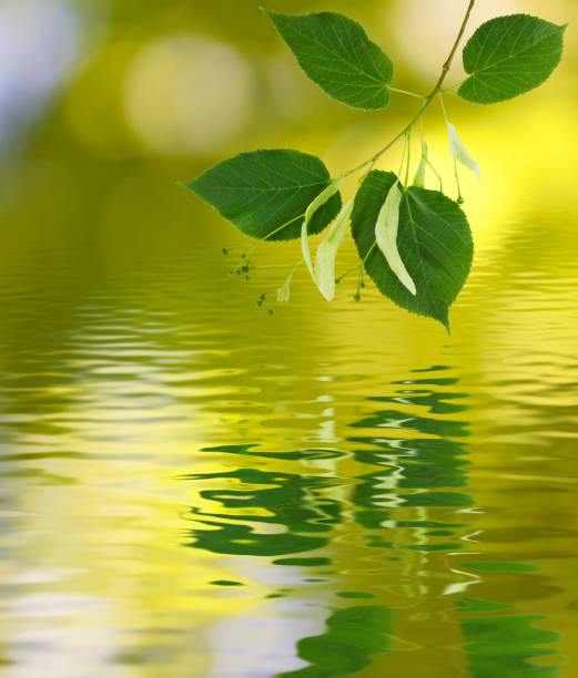 istock Image of a tree branch over the water close-up 866583482