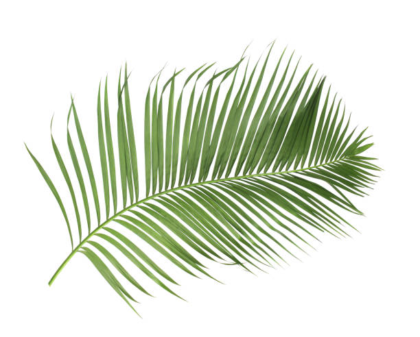 istock concept summer with green palm leaf from tropical . frond floral leaves branches tree isolated on white pattern background. flat lay, top view. 866583492