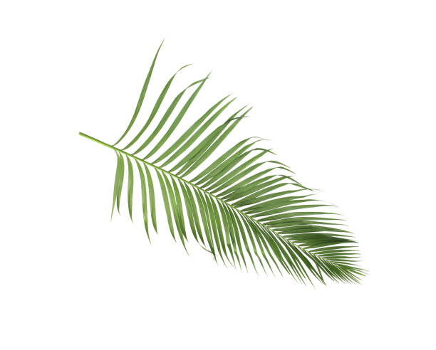 istock concept summer with green palm leaf from tropical . frond floral leaves branches tree isolated on white pattern background. flat lay, top view. 866583496