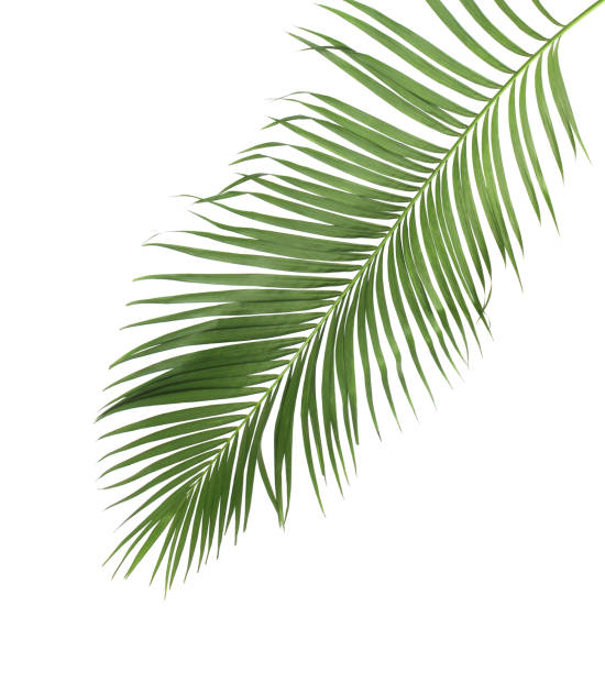 istock concept summer with green palm leaf from tropical . frond floral leaves branches tree isolated on white pattern background. flat lay, top view. 866583498