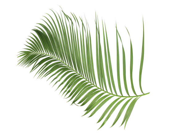 istock concept summer with green palm leaf from tropical . frond floral leaves branches tree isolated on white pattern background. flat lay, top view. 866583524