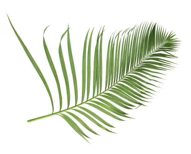 istock concept summer with green palm leaf from tropical . frond floral leaves branches tree isolated on white pattern background. flat lay, top view. 866583740