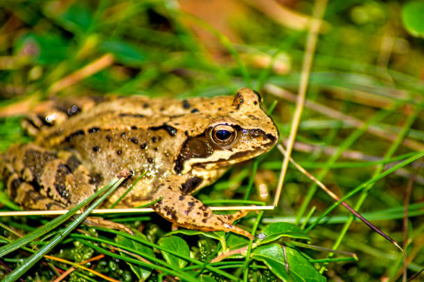 rã-ágil, rana dalmatina - frog batrachian animal head grass - fotografias e filmes do acervo