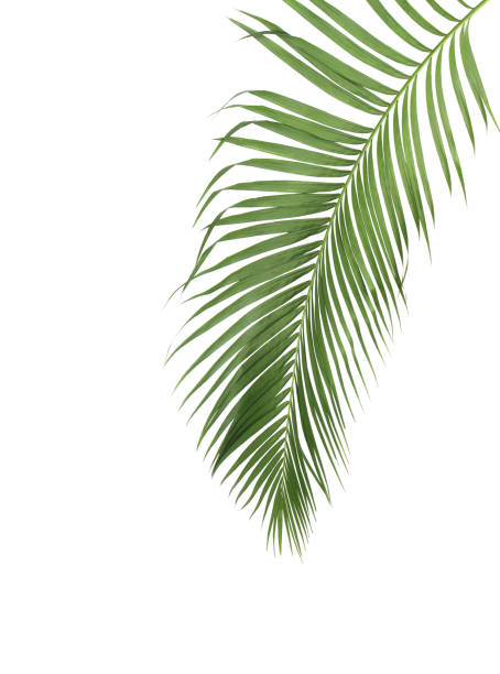 istock concept summer with green palm leaf from tropical . frond floral leaves branches tree isolated on white pattern background. flat lay, top view. 866583746