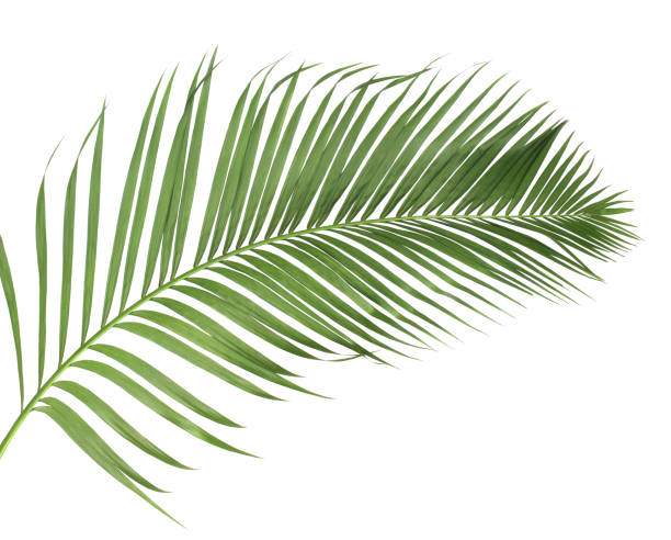 istock concept summer with green palm leaf from tropical . frond floral leaves branches tree isolated on white pattern background. flat lay, top view. 866583758