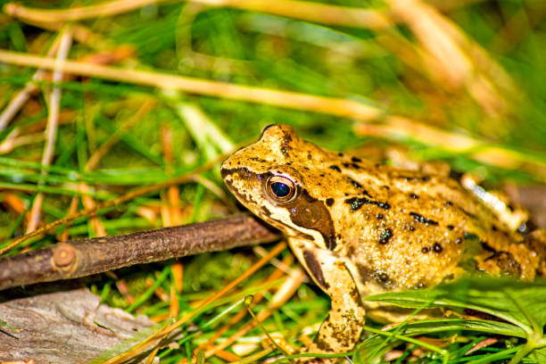 istock agile frog, Dalmatian frog 866583762