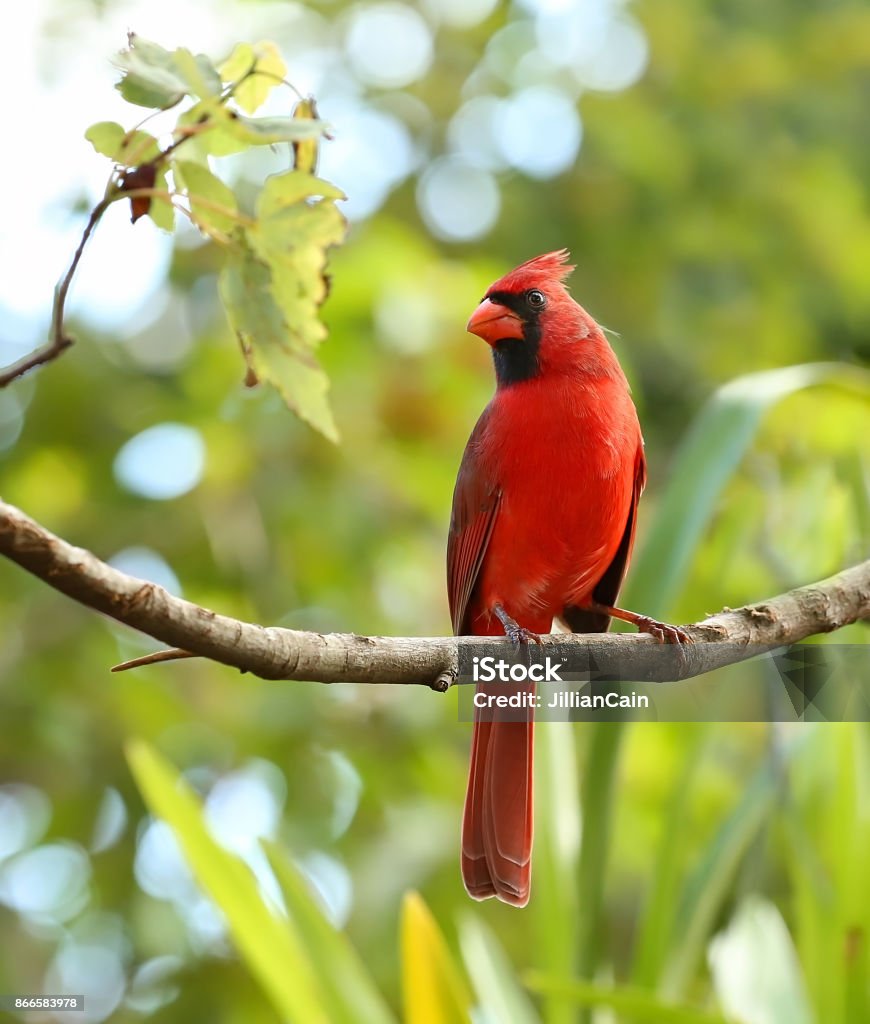 Portrait d’un cardinal mâle - Photo de Cardinal - Oiseau libre de droits