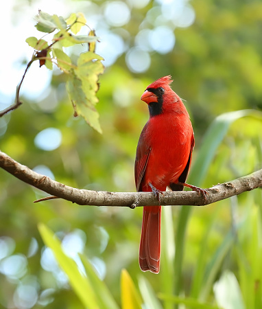 Northern cardinal female in eastern white pine tree, early spring, Connecticut