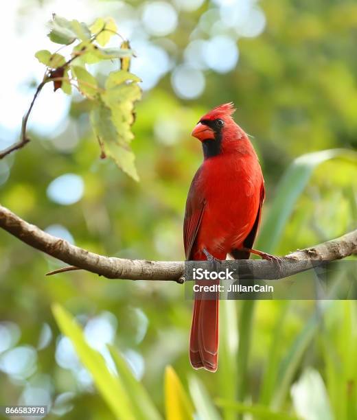 Portrait Of A Male Cardinal Stock Photo - Download Image Now - Cardinal - Bird, Bird, Red