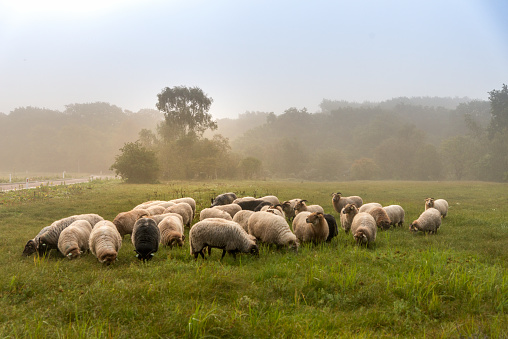 Flock with many sheep in Holland, one early foggy day