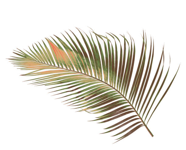istock concept summer with green palm leaf from tropical . frond floral leaves branches tree isolated on white pattern background. flat lay, top view. 866584686