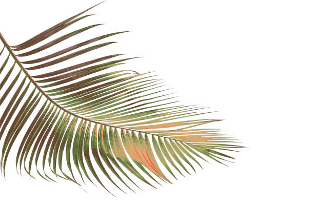 istock concept summer with green palm leaf from tropical . frond floral leaves branches tree isolated on white pattern background. flat lay, top view. 866584690