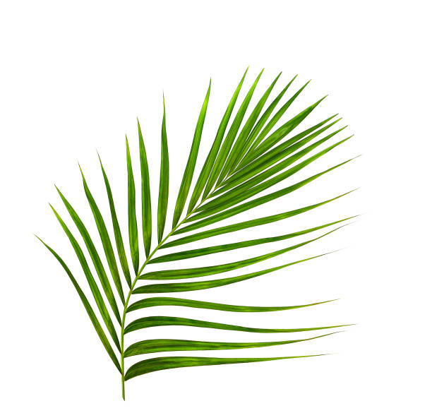 istock Green leaf of palm tree on white background 866585318