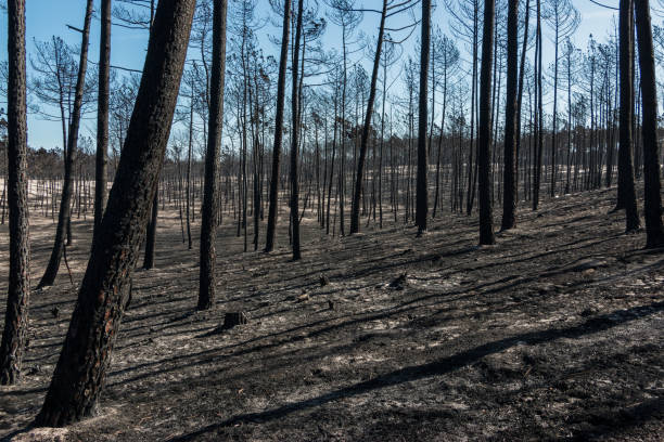 istock Fires in Portugal 866588724