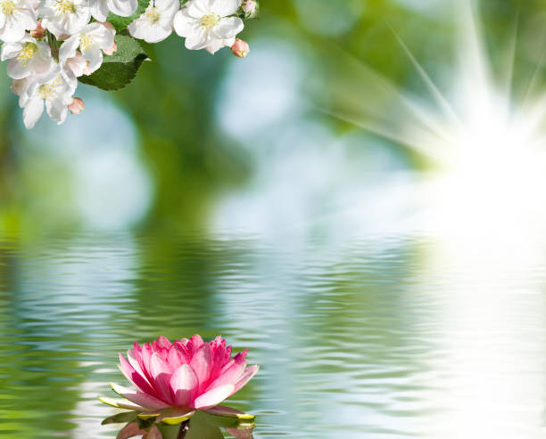 istock Lotus on the water 866589104